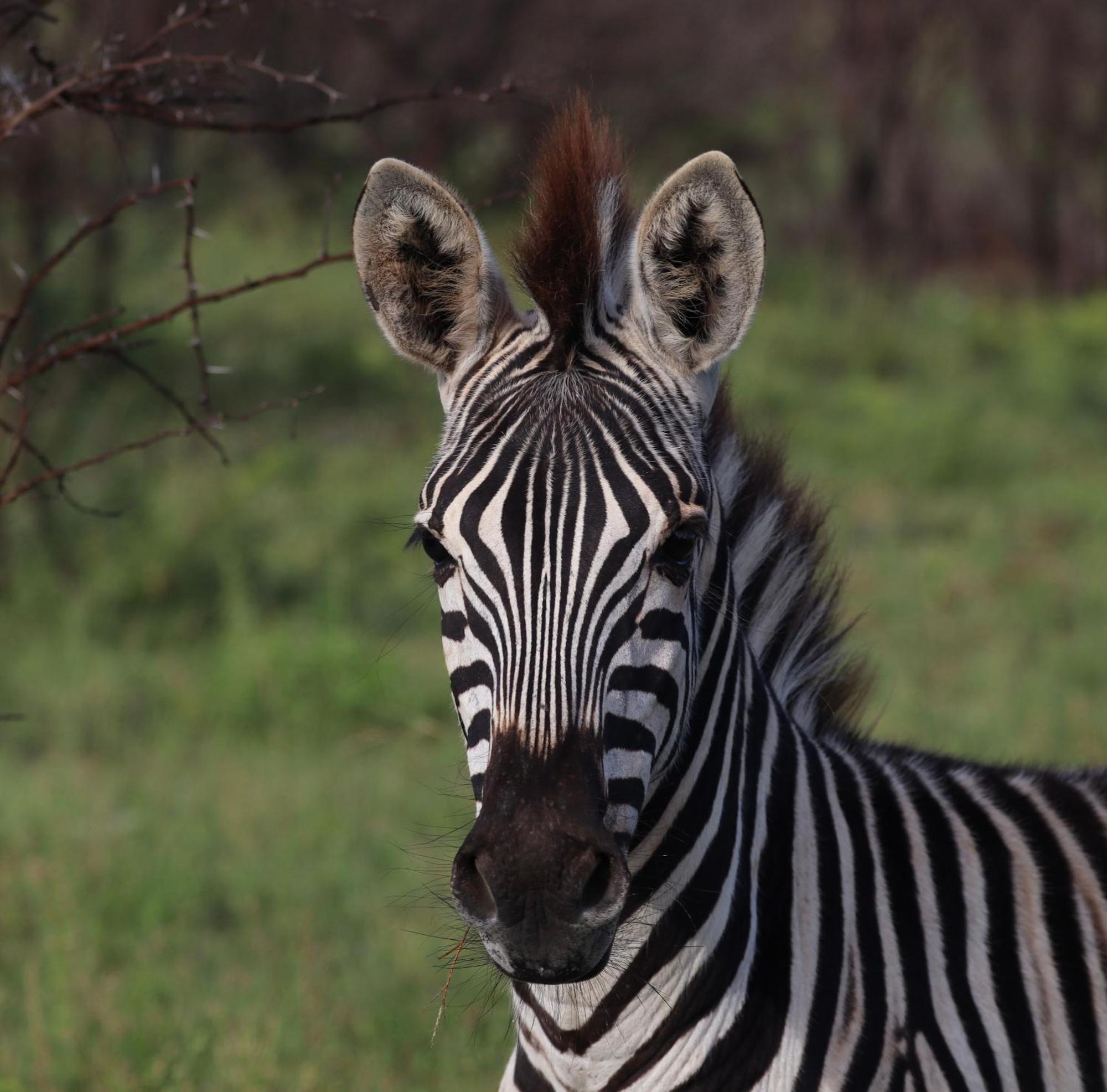 Zambezi Dusk Villa ลิฟวิงสโตน ภายนอก รูปภาพ