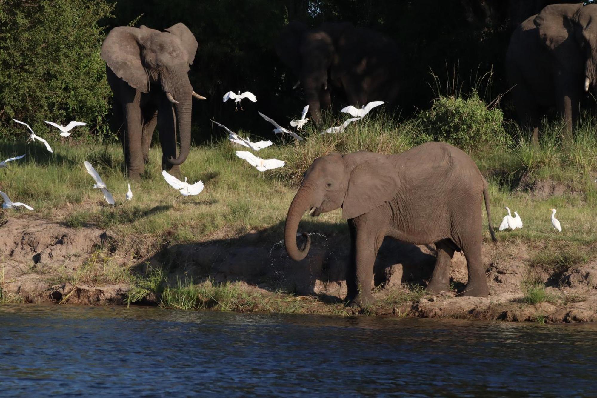 Zambezi Dusk Villa ลิฟวิงสโตน ภายนอก รูปภาพ