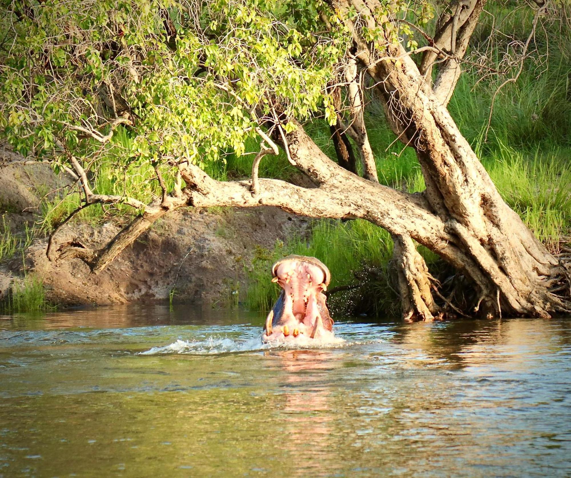 Zambezi Dusk Villa ลิฟวิงสโตน ภายนอก รูปภาพ