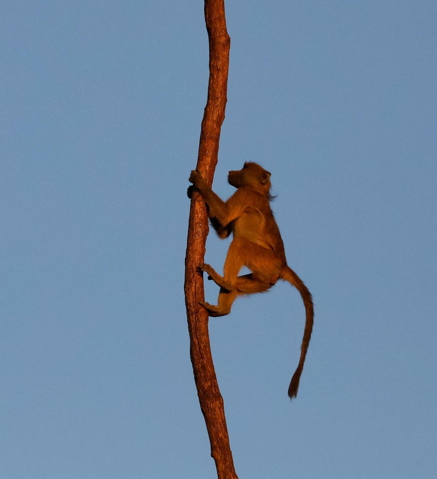 Zambezi Dusk Villa ลิฟวิงสโตน ภายนอก รูปภาพ