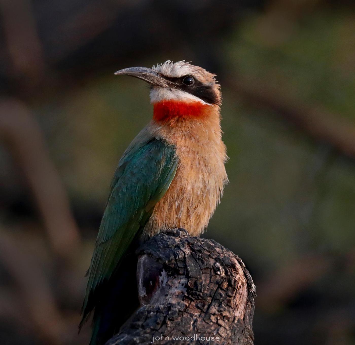 Zambezi Dusk Villa ลิฟวิงสโตน ภายนอก รูปภาพ